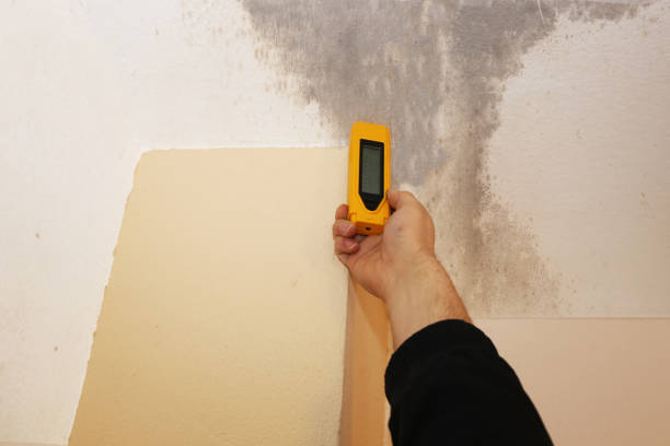 Best Mold Remediation for Vacation Homes  in Hollister, MO